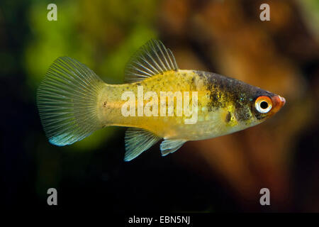 südlichen Platyfish (Xiphophorus Maculatus), züchten Bumble Bee Stockfoto