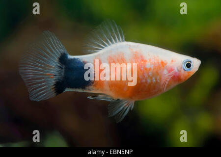 südlichen Platyfish (Xiphophorus Maculatus), züchten Tränendes Herz Mickey Mouse Stockfoto