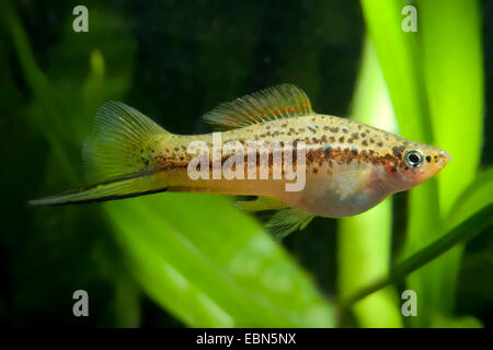 grüner Schwertträger (Xiphophorus Helleri), Schwimmen Stockfoto