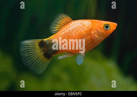 südlichen Platyfish, Maculate Platy (Xiphophorus Maculatus), züchten Mickey Mouse Bronze Stockfoto