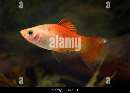 südlichen Platyfish, Maculate Platy (Xiphophorus Maculatus), Sonnenlicht zu züchten Stockfoto