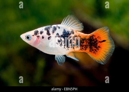 Südliche platyfish, Maculate Platy (Xiphophorus maculatus), Rasse Pfeffer & Salz Rot Stockfoto