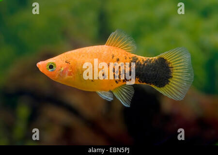 Südliche platyfish, Maculate Platy (Xiphophorus maculatus), Rasse Pfeffer & Salz Rot Stockfoto