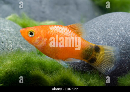 südlichen Platyfish, Maculate Platy (Xiphophorus Maculatus), züchten Mickey Mouse Bronze Stockfoto