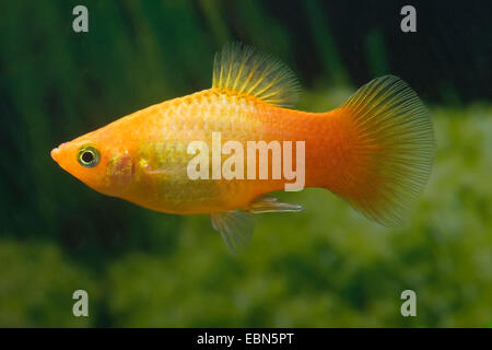 südlichen Platyfish, Maculate Platy (Xiphophorus Maculatus), züchten Marygold Sonnenuntergang Stockfoto