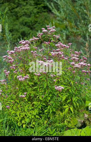 Hanf-Agrimony, gemeinsame Hemp Agrimony (Eupatorium Cannabinum), blühen, Deutschland, Bayern Stockfoto