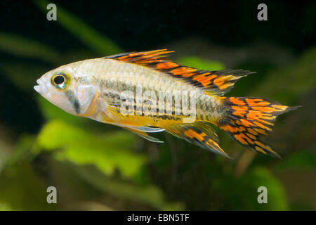 Kakadu Zwerg Buntbarsche (Apistogramma Cacatuoides), Double Red zu züchten Stockfoto