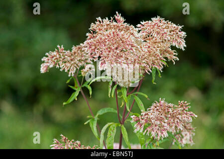 Hanf-Agrimony, gemeinsame Hemp Agrimony (Eupatorium Cannabinum), Welk, Deutschland, Bayern Stockfoto