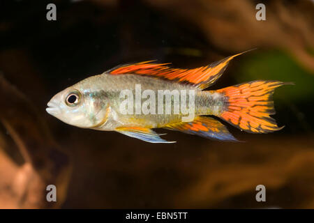 Kakadu Zwerg Buntbarsche (Apistogramma Cacatuoides), züchten Triple rot Stockfoto