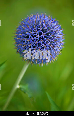 Globe Thistle (Echinops spec.), blühen Stockfoto