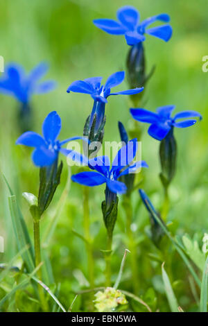 Bayerischer Enzian (Gentiana Bavarica), blühen, Schweiz Stockfoto