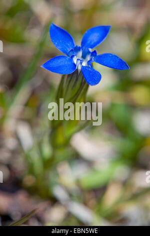 Bayerischer Enzian (Gentiana Bavarica), Blume, Deutschland Stockfoto