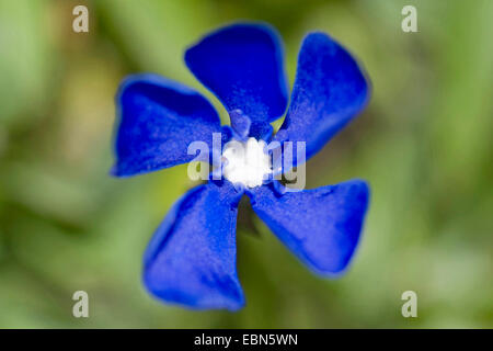 Bayerischer Enzian (Gentiana Bavarica), Blume, Deutschland Stockfoto