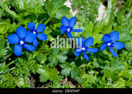 Bayerischer Enzian (Gentiana Bavarica), Blume, Deutschland Stockfoto