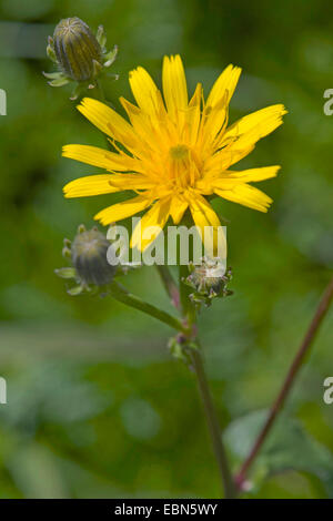 Habichtskraut Habichtsbitterkraut (Picris Hieracioides), Blütenstand, Deutschland Stockfoto