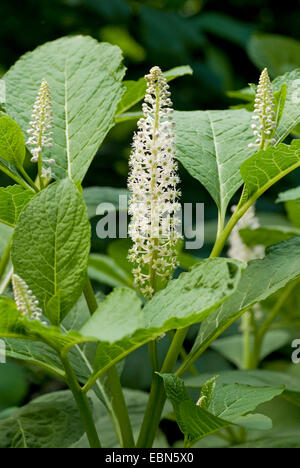 Frankreich, indischen poke, roter Tinte Pflanze, indischen Frankreich (Phytolacca Esculenta, Phytolacca Acinosa), Blütenstand Stockfoto