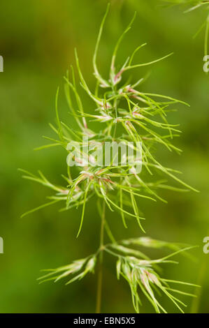 Bauchige Wiese-Grass (Poa Bulbosa) Leben Lager Rispe, Deutschland Stockfoto