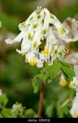 Weiße Corydalis (Pseudofumaria Alba, Corydalis Ochroleuca), Blütenstand, Deutschland Stockfoto