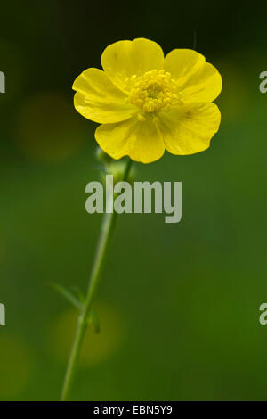 hohen Hahnenfuß, aufrechte Wiese Crowfoot (Ranunculus Acris), blühen, Deutschland Stockfoto