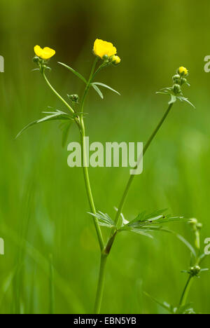 hohen Hahnenfuß, aufrechte Wiese Crowfoot (Ranunculus Acris), blühen, Deutschland Stockfoto