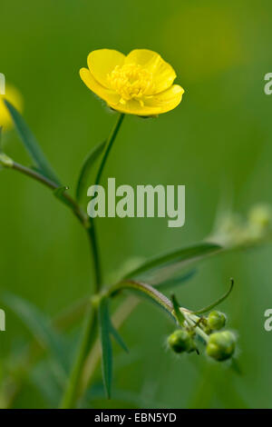 hohen Hahnenfuß, aufrechte Wiese Crowfoot (Ranunculus Acris), blühen, Deutschland Stockfoto