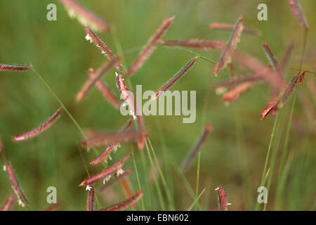 Blaues Grama (Bouteloua Gracilis), blühen Stockfoto