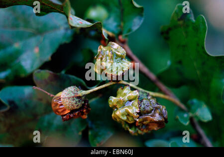 Eichel Tasse Gall Wasp, Knopper Gall (Andricus Quercuscalicis), unreife Gallen auf einem Eichenblatt, Quercus Robur, Deutschland Stockfoto