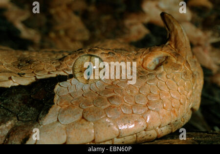 Gabun Viper (Bitis Gabonica Rhinoceros, Bitis Rhinoceros), portrait Stockfoto