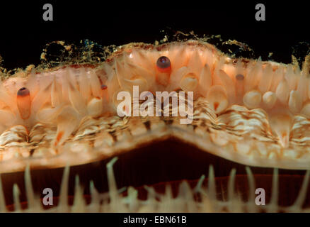 St. James Jakobsmuschel, große Jakobsmuschel (Pecten Jacobaeus), Closeup eine geöffnete Schale mit den Wimpern, Wasser um die Kiemen zu transportieren Stockfoto