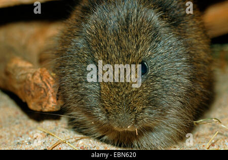 Cavia, brasilianische Meerschweinchen (Cavia Aperea), portrait Stockfoto