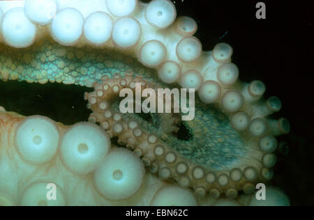 gemeinsame Krake, gemeinsame Atlantic Oktopus, gemeinsame europäische Krake (Octopus Vulgaris), Arme mit Sauger Tassen Stockfoto