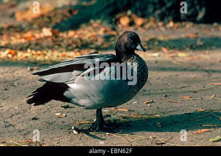 Mähne Gans (Chenonetta Jubata), Männlich Stockfoto