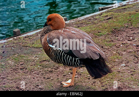 Bar-breasted Upland Gans, Magellan Gans (Chloephaga Picta, Chloephaga Picta Leucoptera), stehen direkt am Wasser Stockfoto