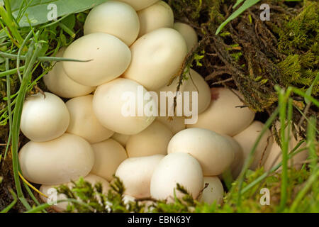 Ringelnatter (Natrix Natrix), Eiern Stockfoto