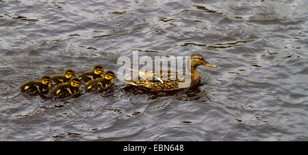 Stockente (Anas Platyrhynchos), Weibchen mit Küken an einem Fluss, Irland, Moy Fluss Stockfoto