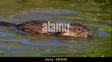 Bisamratte (Ondatra Zibethica), Schwimmen, Deutschland, Bayern Stockfoto