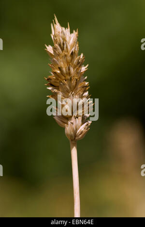 Club-Weizen, Weizen (Triticum Aestivum SSP. Compactum, Triticum Compactum), spike Stockfoto