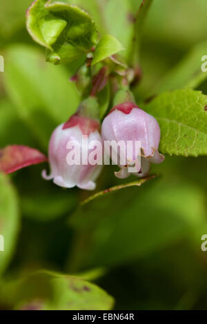 Foxberry, Preiselbeeren, Mountain Cranberry (Vaccinium Vitis-Idaea), Preiselbeere, Blumen, Deutschland Stockfoto