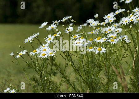 Geruchlos Mayweed, geruchlose Kamille (Tripleurospermum Perforatum, Tripleurospermum Inodorum, Matricaria Inodora), blühen, Deutschland, Gernsheim Stockfoto