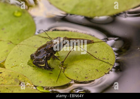 Europäischen gemeinsamen Kröte (Bufo Bufo), sofort nach der Metamorphose auf Froschbissgewächse Blatt mit Wasser Strider, Deutschland, Bayern Stockfoto