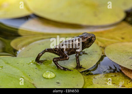 Europäischen gemeinsamen Kröte (Bufo Bufo), sofort nach der Metamorphose auf Froschbissgewächse Blatt, Deutschland, Bayern Stockfoto