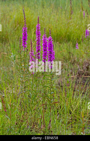 Blutweiderich, Spike Blutweiderich (Lythrum Salicaria), blühend in eine Wiese, Deutschland, Bayern Stockfoto