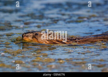 Bisamratte (Ondatra Zibethica), Porträt, Schwimmen, Deutschland, Bayern, Isental Stockfoto