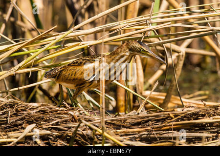 wenig Rohrdommel (Ixobrychus Minutus), Jungvogel im Schilf, Deutschland, Bayern Stockfoto