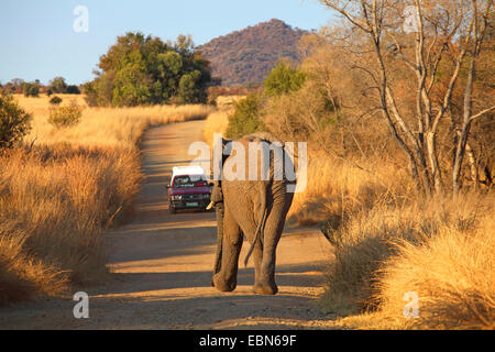 Afrikanischer Elefant (Loxodonta Africana), Elefant nähert ein Auto auf einem Feldweg, Südafrika, Pilanesberg National Park Stockfoto