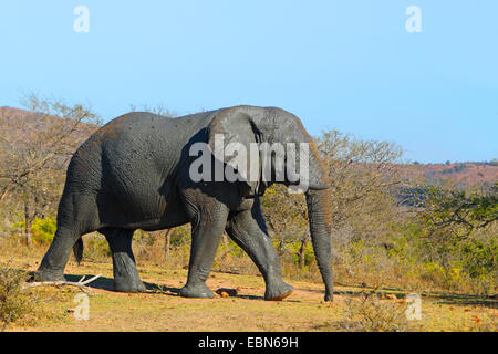 Afrikanischer Elefant (Loxodonta Africana), übergibt Elefant Mopane Bush Savanne, Südafrika, Hluhluwe-Umfolozi Nationalpark Stockfoto