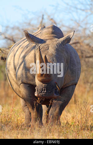 Breitmaulnashorn, Quadrat-lippige Rhinoceros grass Rhinoceros (Ceratotherium Simum), stehend im Unterholz, Südafrika, Hluhluwe-Umfolozi Nationalpark Stockfoto