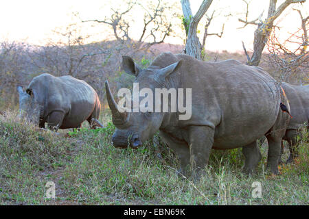 Weißes Nashorn, Quadrat-lippige Rhinoceros, grass Rhinoceros (Ceratotherium Simum), Surfen, Südafrika, Hluhluwe-Umfolozi Nationalpark-Gruppe Stockfoto