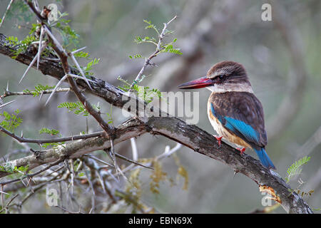 braun mit Kapuze Kingfisher (Halcyon Albiventris), weibliche sitzt in einem Busch, Südafrika, Krüger-Nationalpark Stockfoto