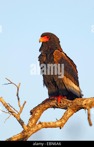 Bateleur, Bateleur Adler (Terathopius Ecaudatus), Erwachsenen Vogel sitzt auf einem Baum, Südafrika, Mkuzi Game Reserve Stockfoto